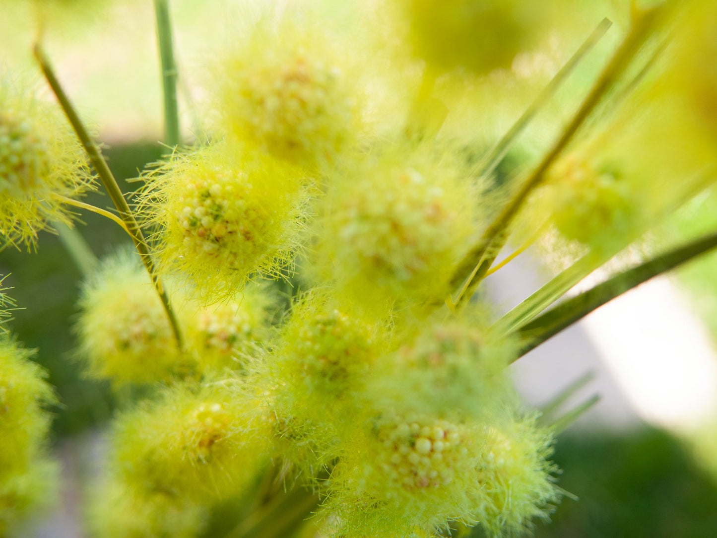 Allium Grass, artificial, 122cm