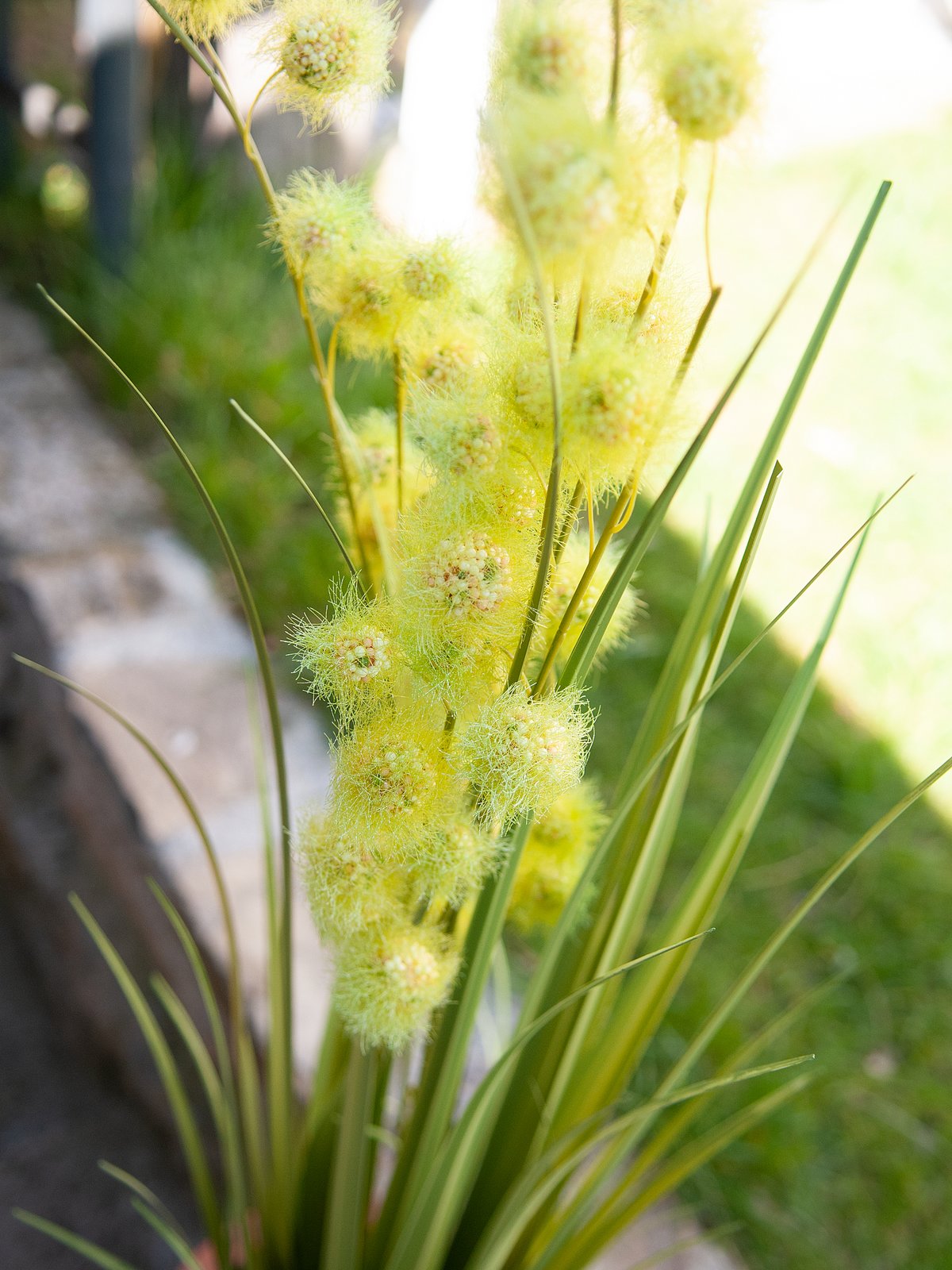 Allium Grass, artificial, 122cm