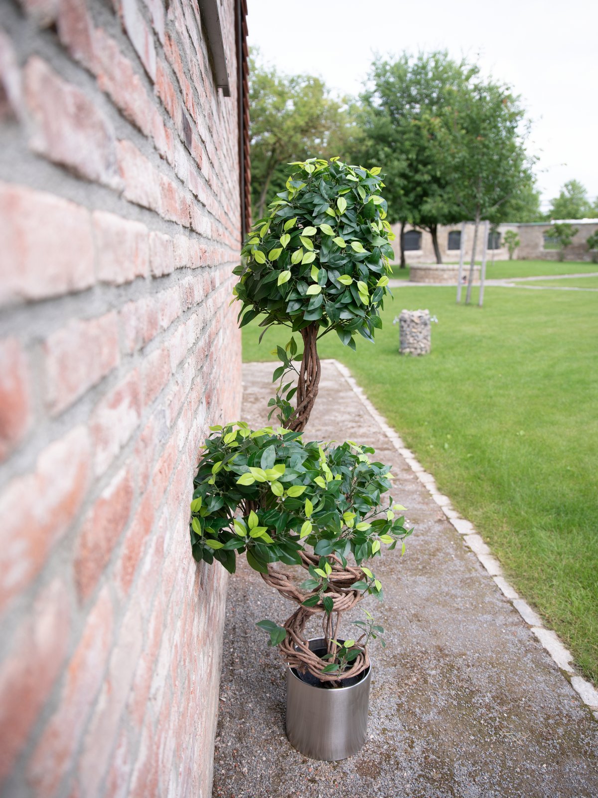 Ficus spiral trunk, artificial plant, 160cm