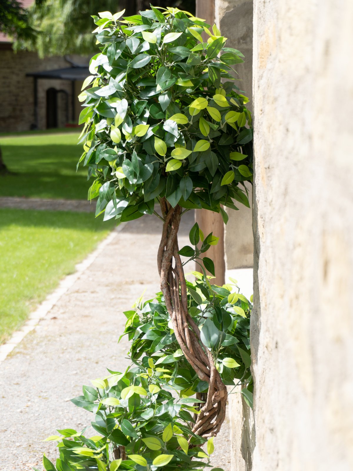 Ficus spiral trunk, artificial plant, 160cm