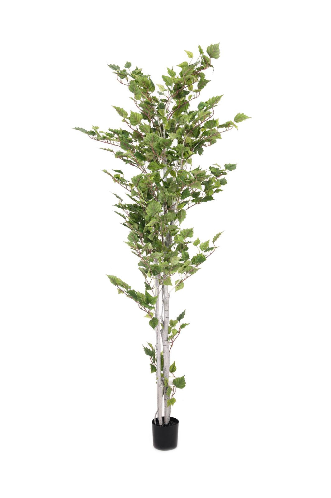 Birch Tree, artificial plant, 210cm