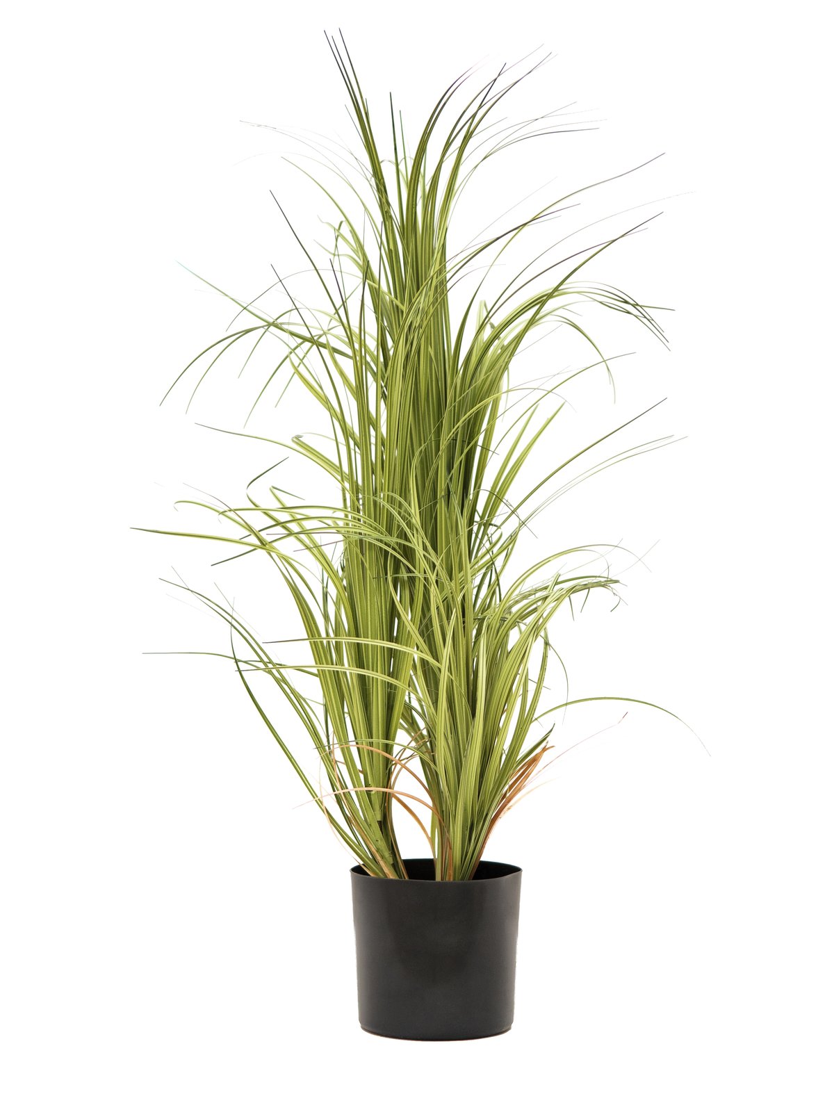 Ornamental Grass Dracema, with black Pot, artificial, 80cm