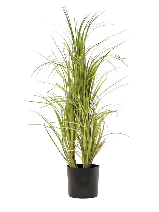 Ornamental Grass Dracema, with black Pot, artificial, 80cm