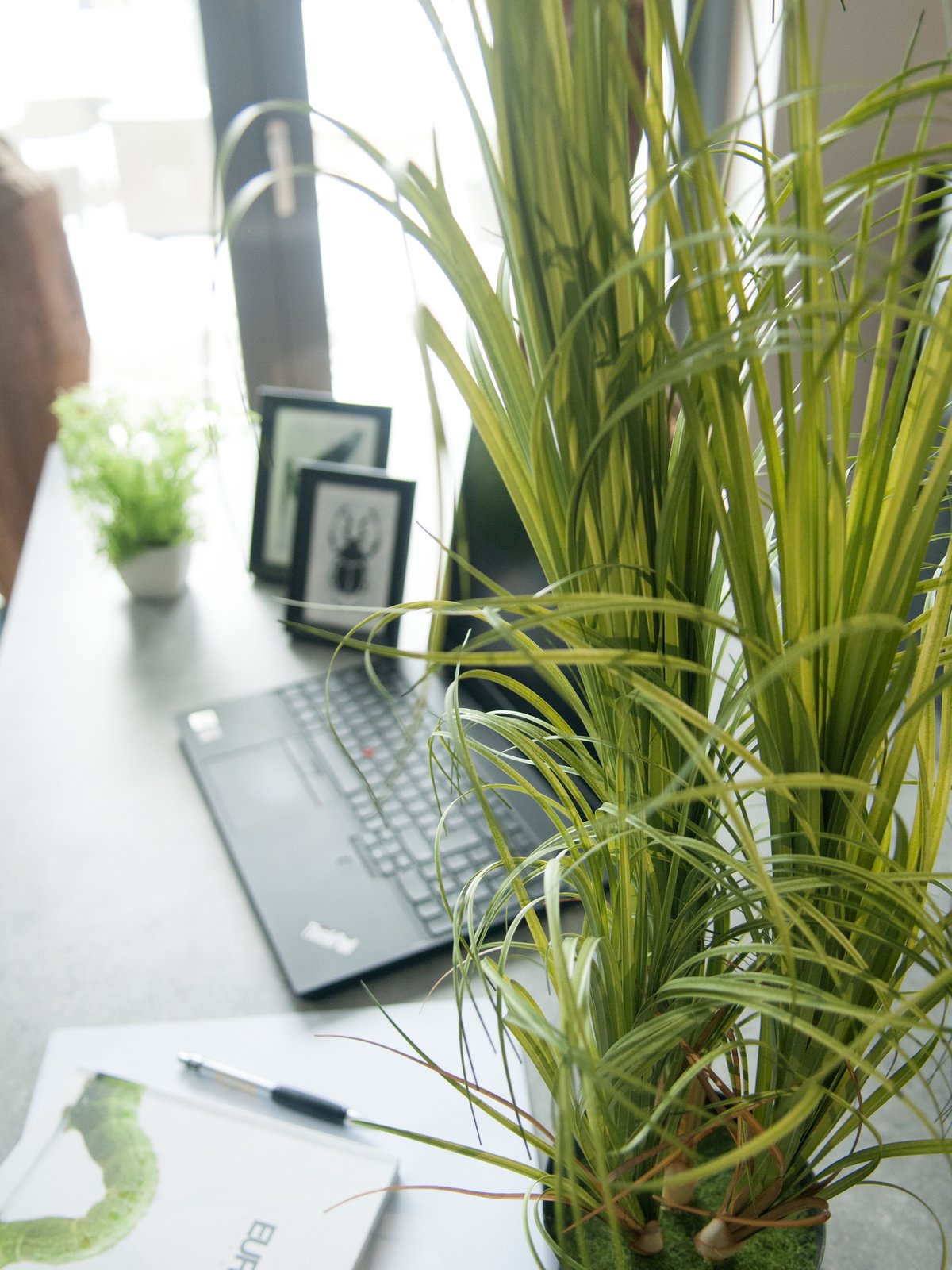 Ornamental Grass Dracema, with black Pot, artificial, 80cm