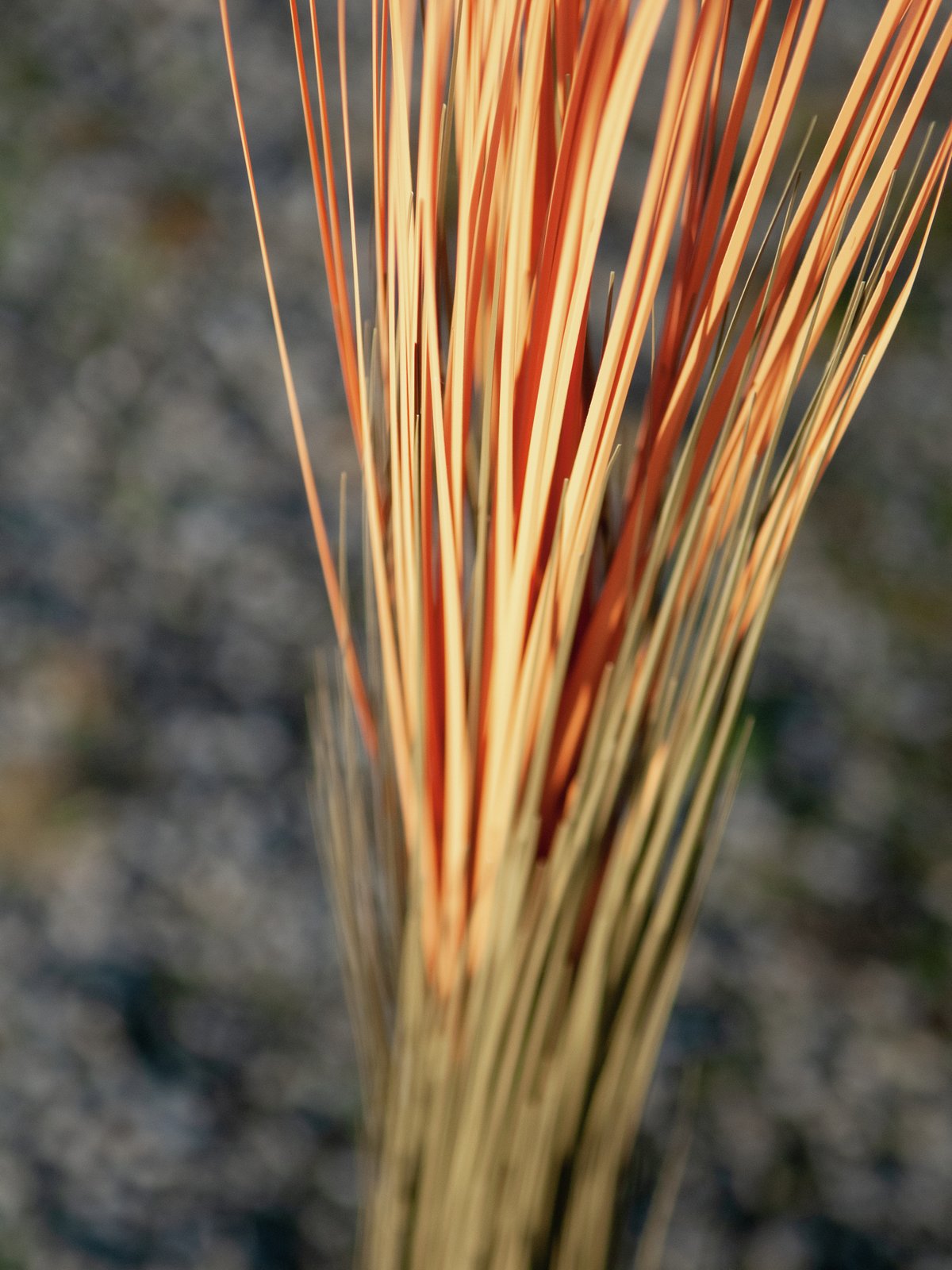 Reed grass, light brown, artificial, 127cm