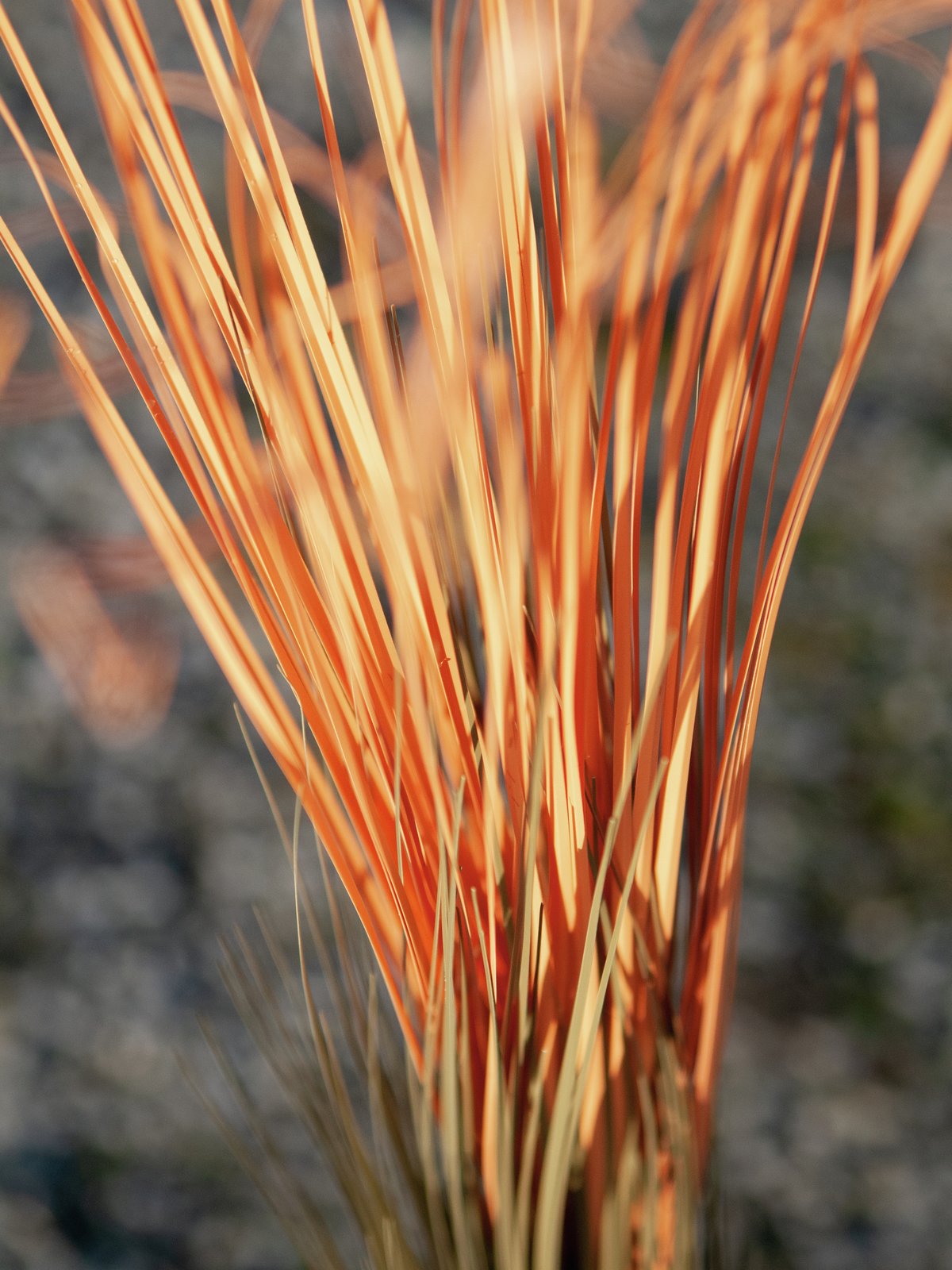 Reed grass, light brown, artificial, 127cm