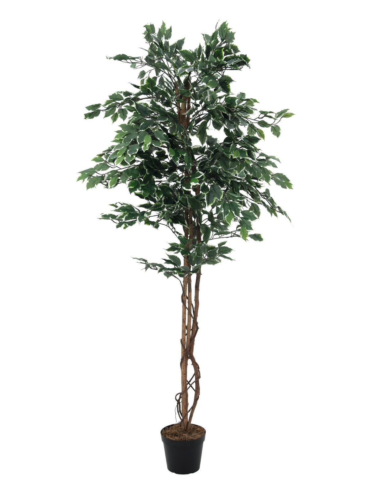 Variegated Ficus, artificial plant, 180cm