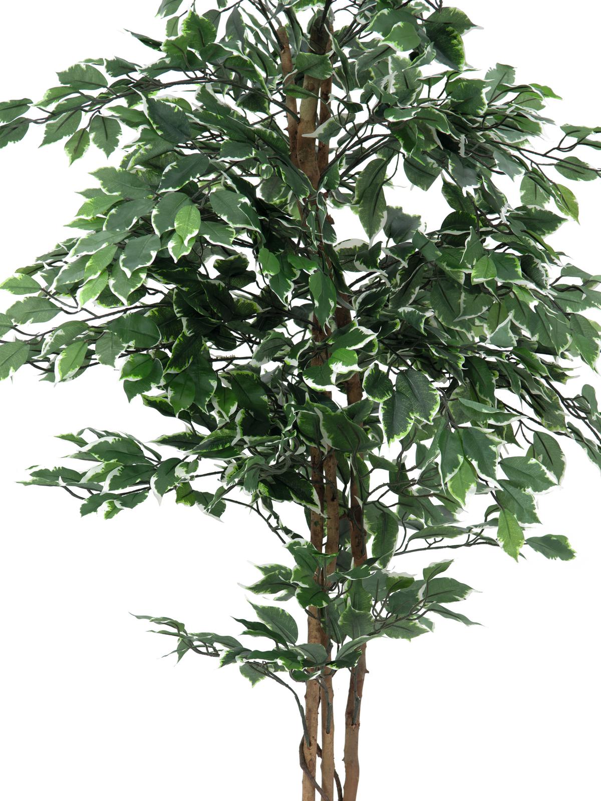 Variegated Ficus, artificial plant, 180cm