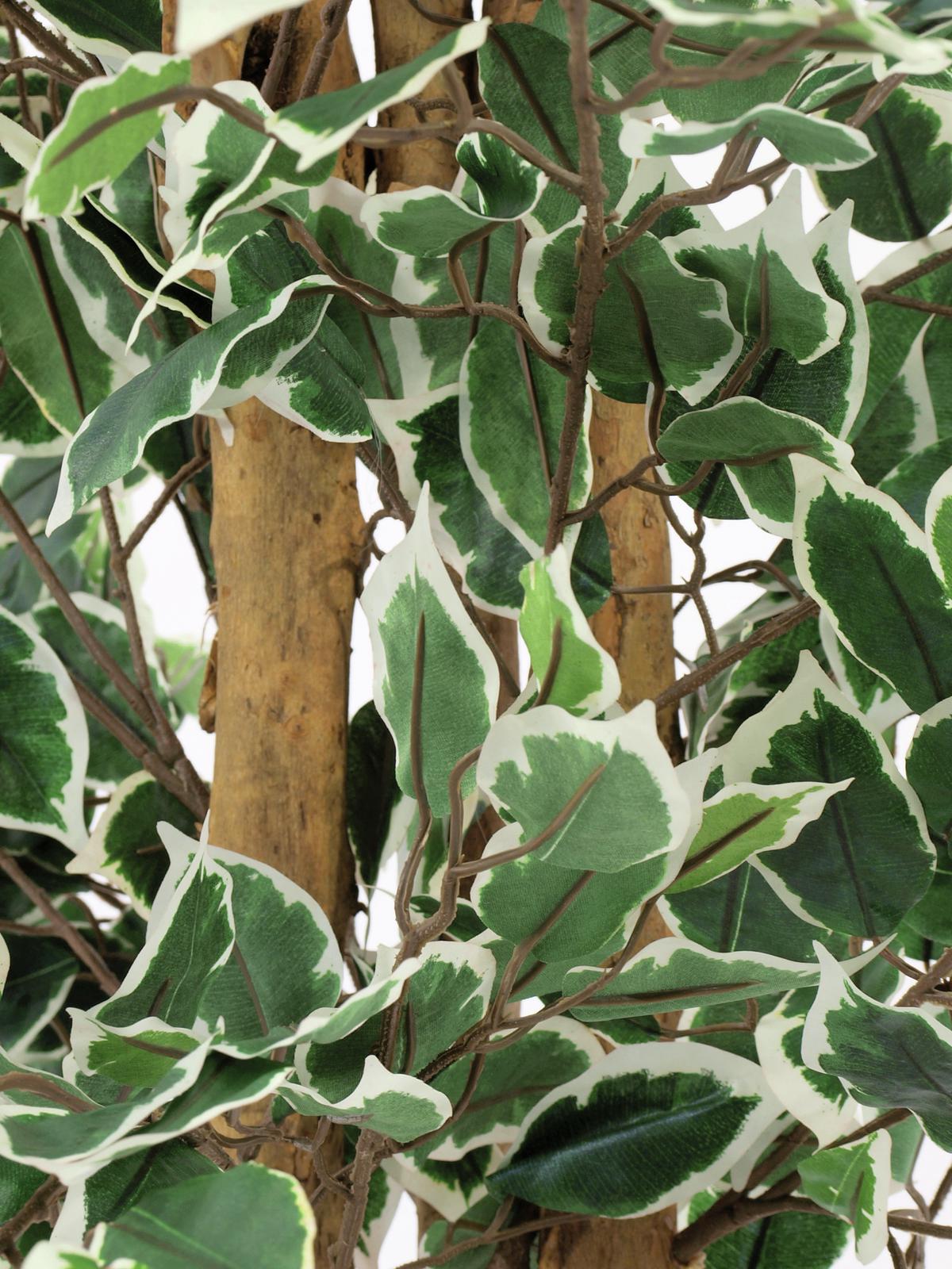 Variegated Ficus, artificial plant, 180cm