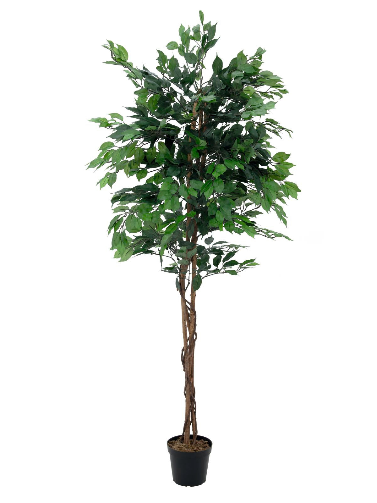 Ficus Tree Multi-Trunk, artificial plant, 210cm