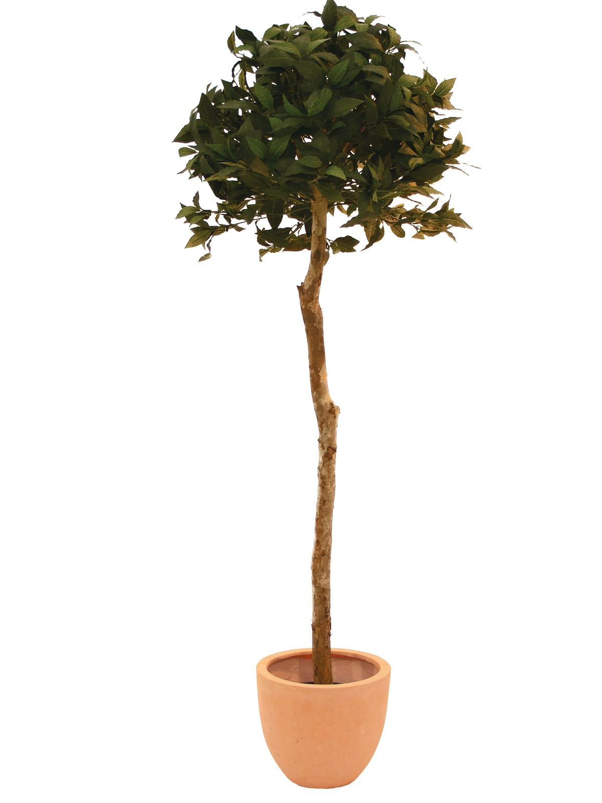 Laurel ball tree, artificial plant, 180cm