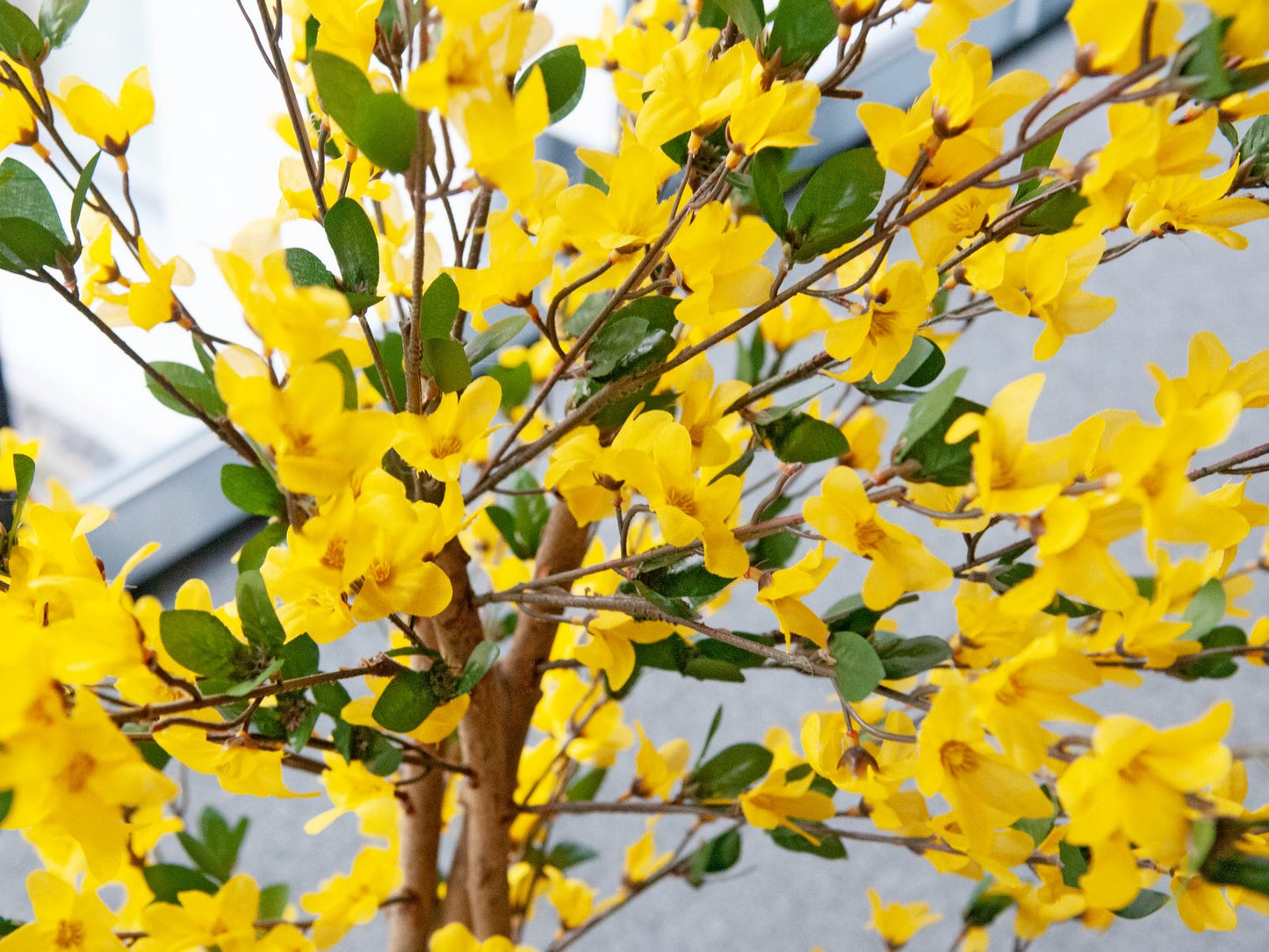 Forsythia tree with 3 trunks, artificial plant, yellow, 150cm