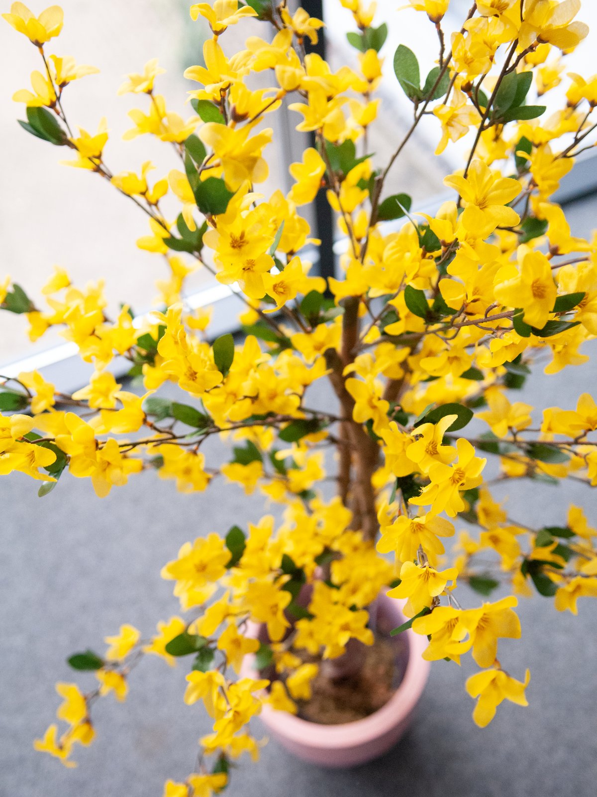 Forsythia tree with 3 trunks, artificial plant, yellow, 150cm