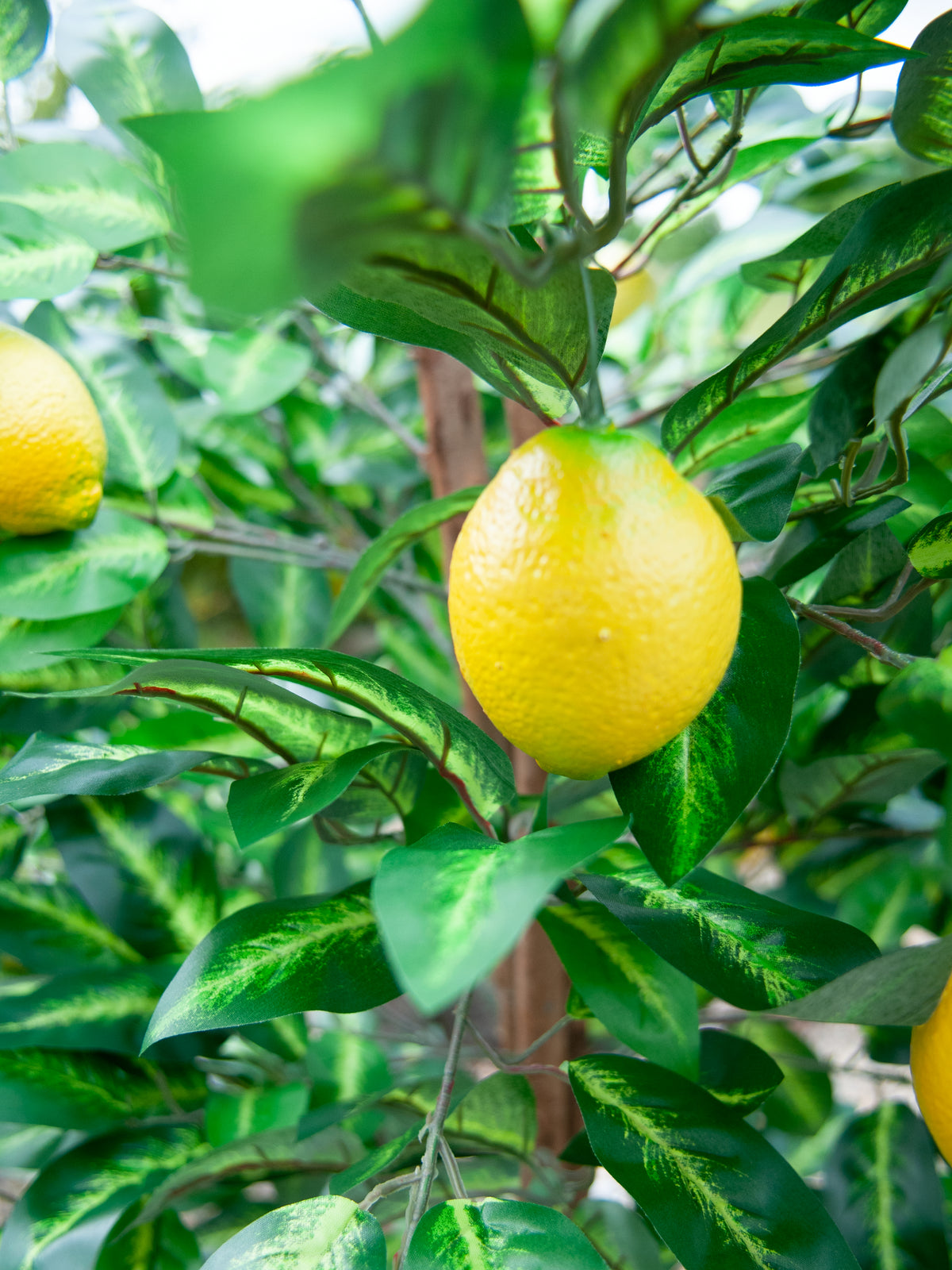 Lemon Tree, artificial plant, 180cm