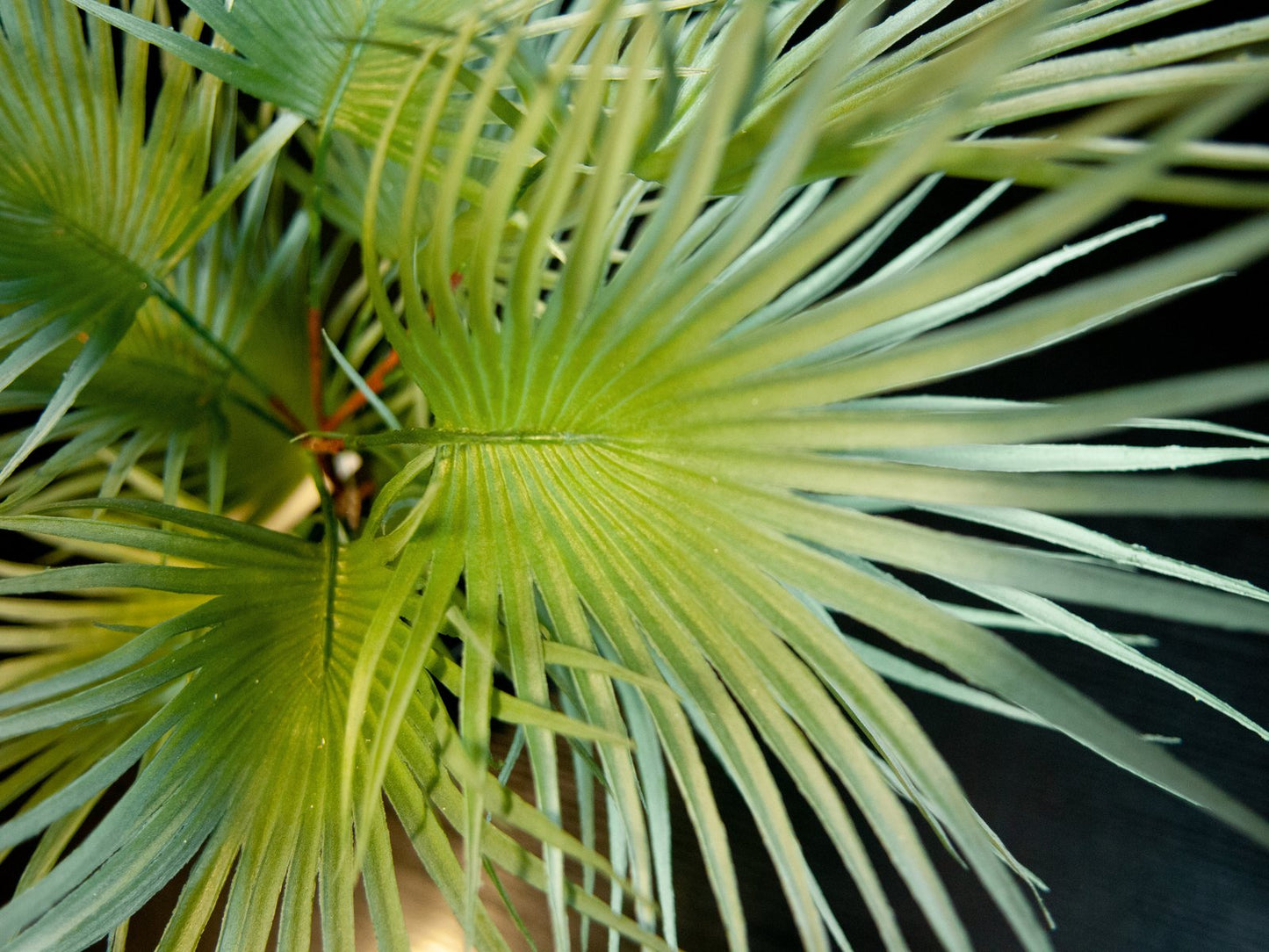 Fan palm, artificial plant, 55cm