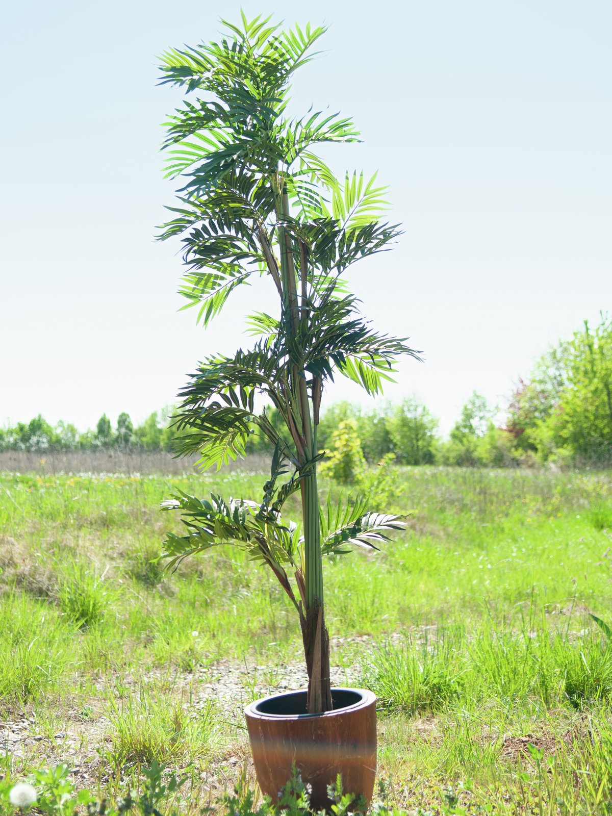 Parlor palm, artificial plant, 150cm