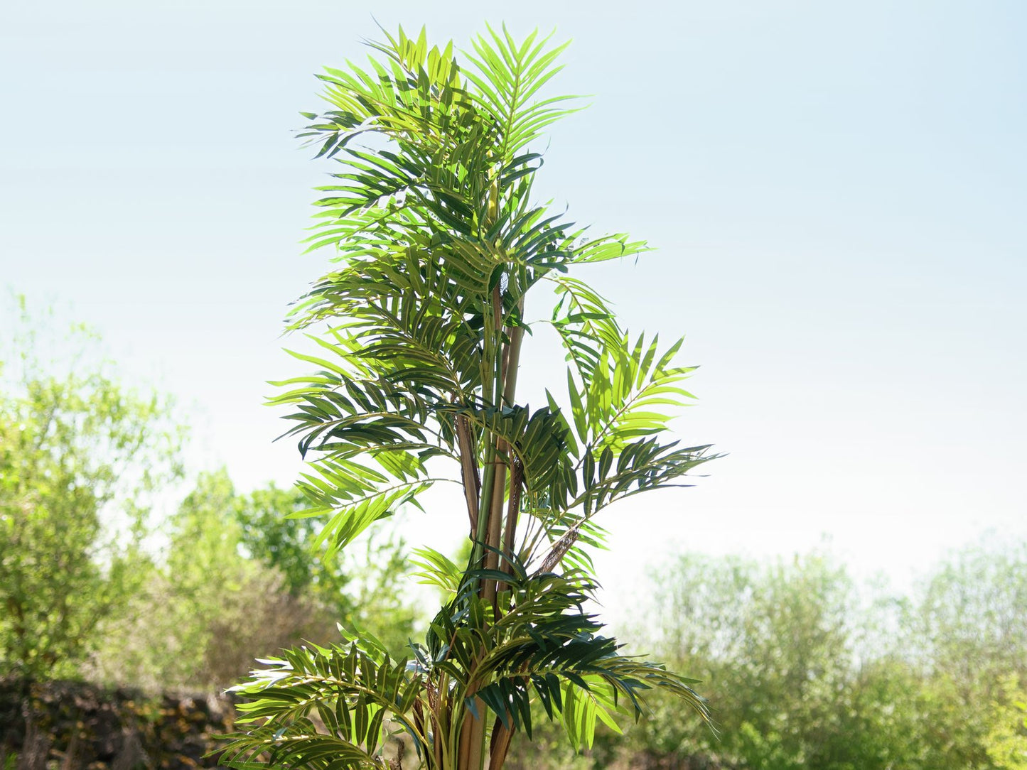 Parlor palm, artificial plant, 150cm