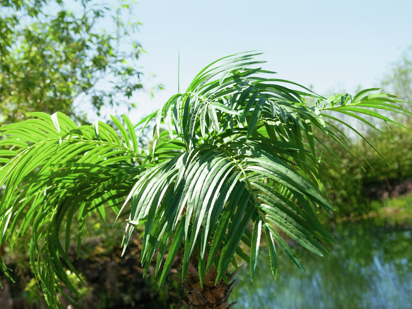 Phoenix palm tree luxor, artificial plant, 150cm