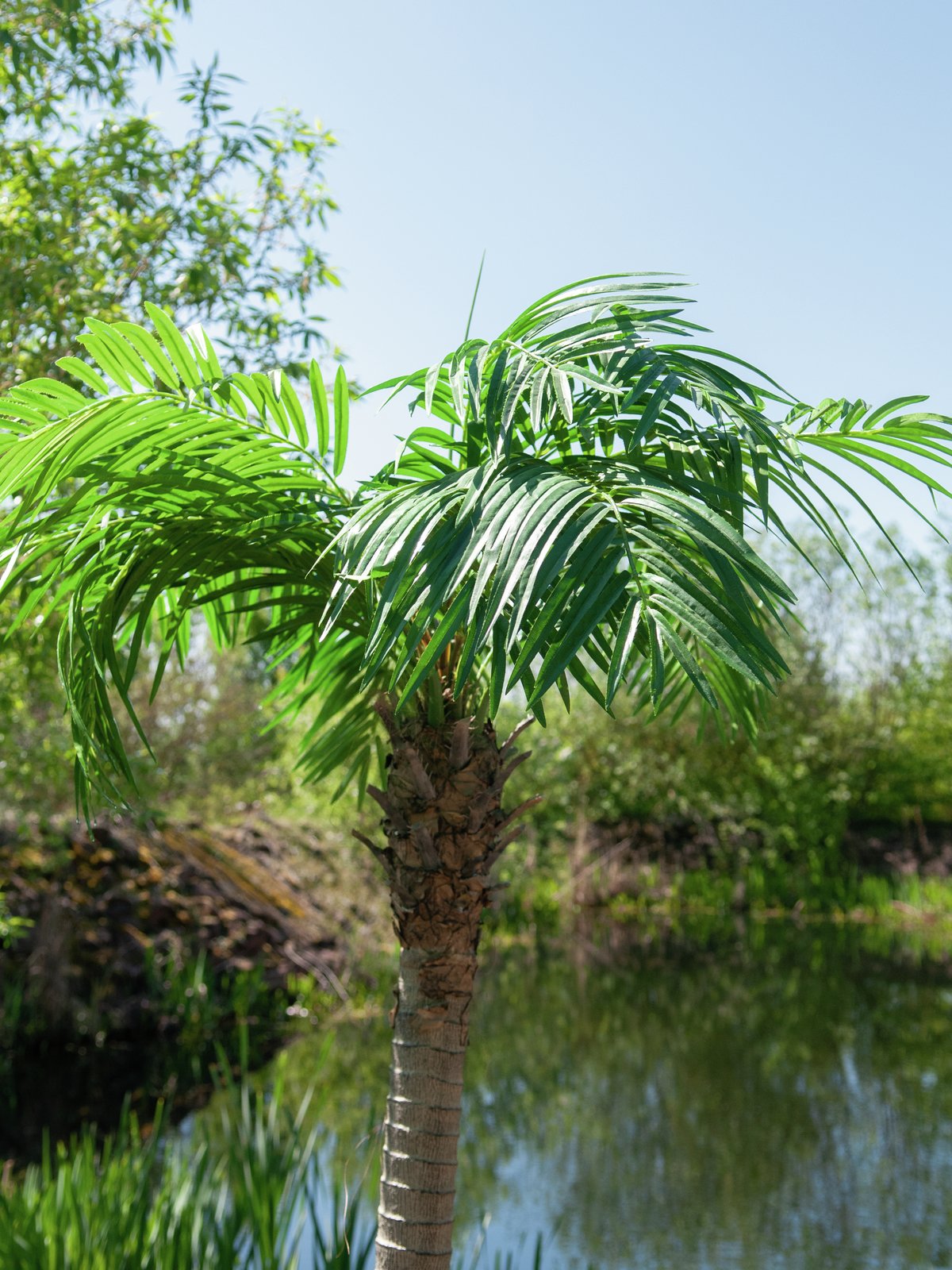 Phoenix palm tree luxor, artificial plant, 240cm