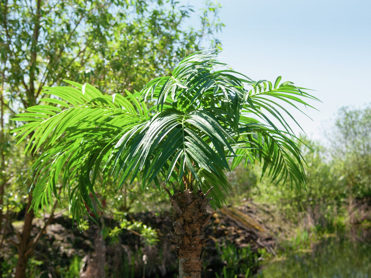 Phoenix palm tree luxor, artificial plant, 150cm