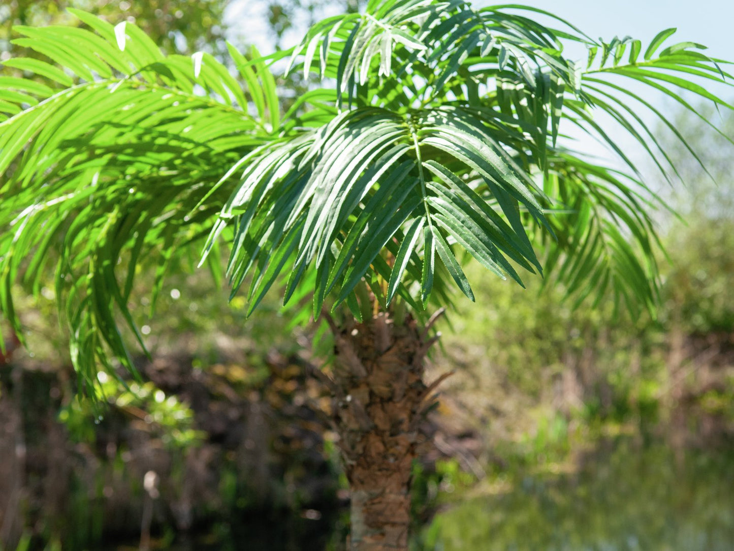 Phoenix palm tree luxor, artificial plant, 240cm