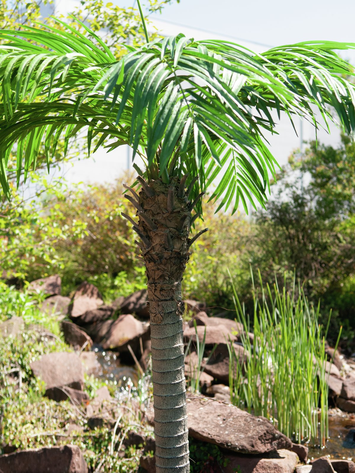 Phoenix palm tree luxor, artificial plant, 240cm