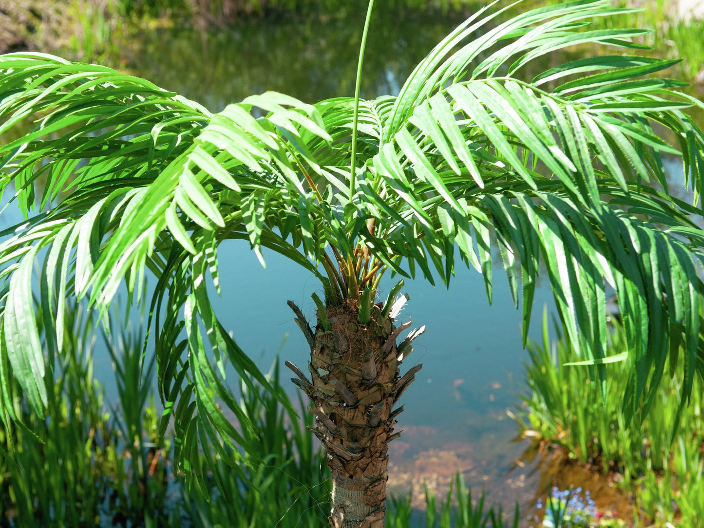 Phoenix palm tree luxor, artificial plant, 240cm