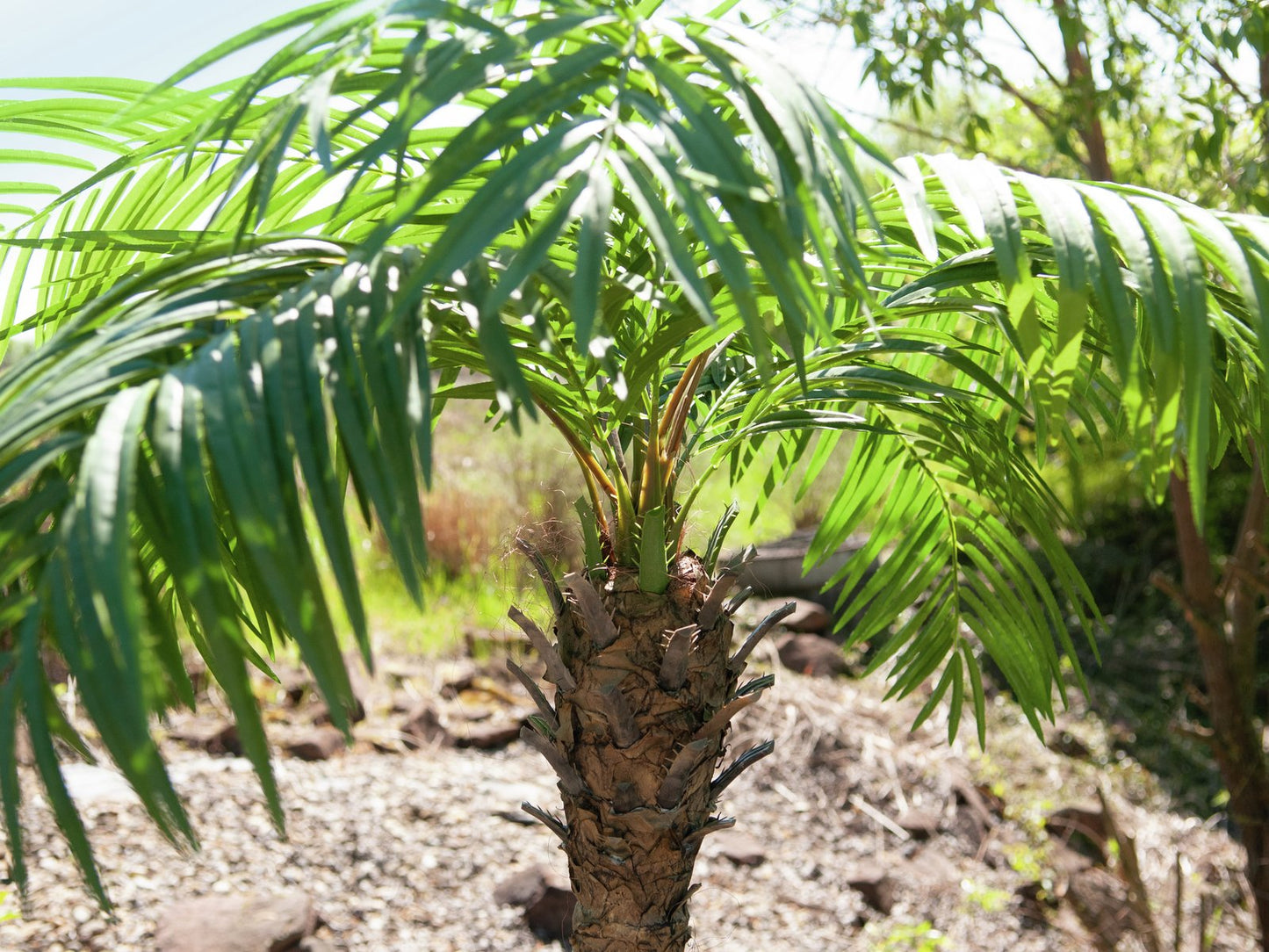 Phoenix palm tree luxor, artificial plant, 240cm