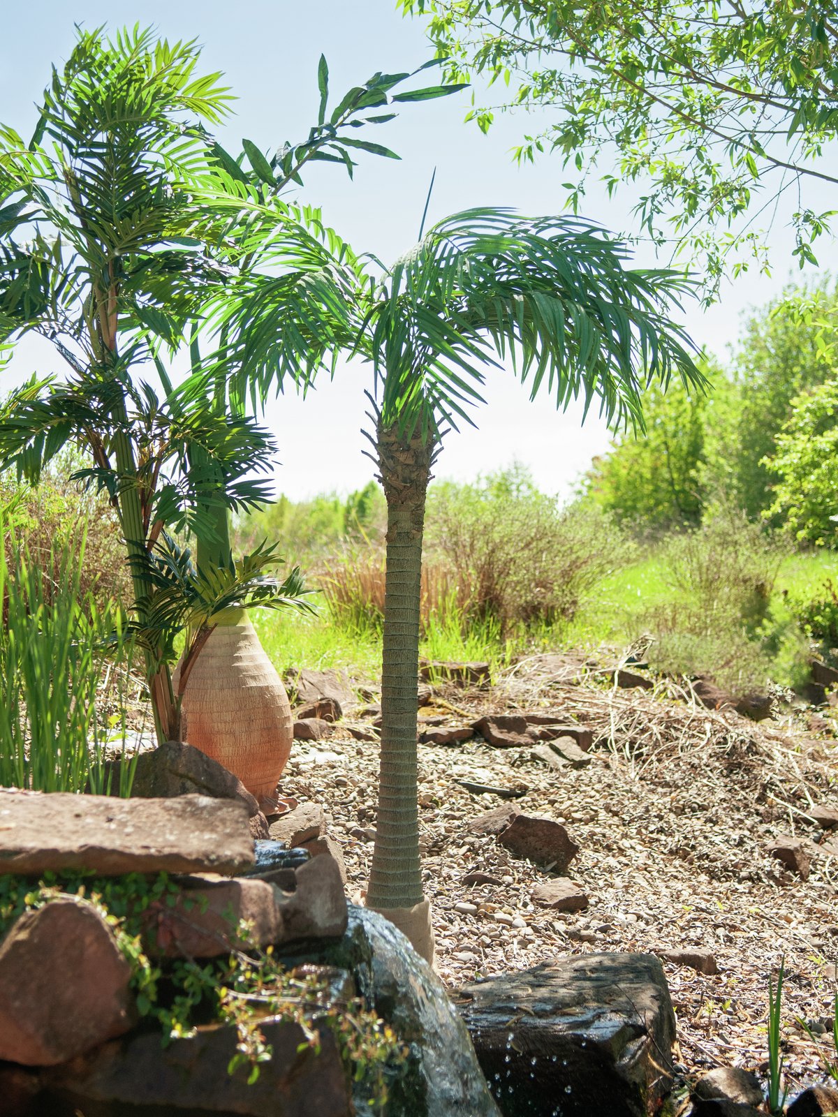 Phoenix palm tree luxor, artificial plant, 240cm