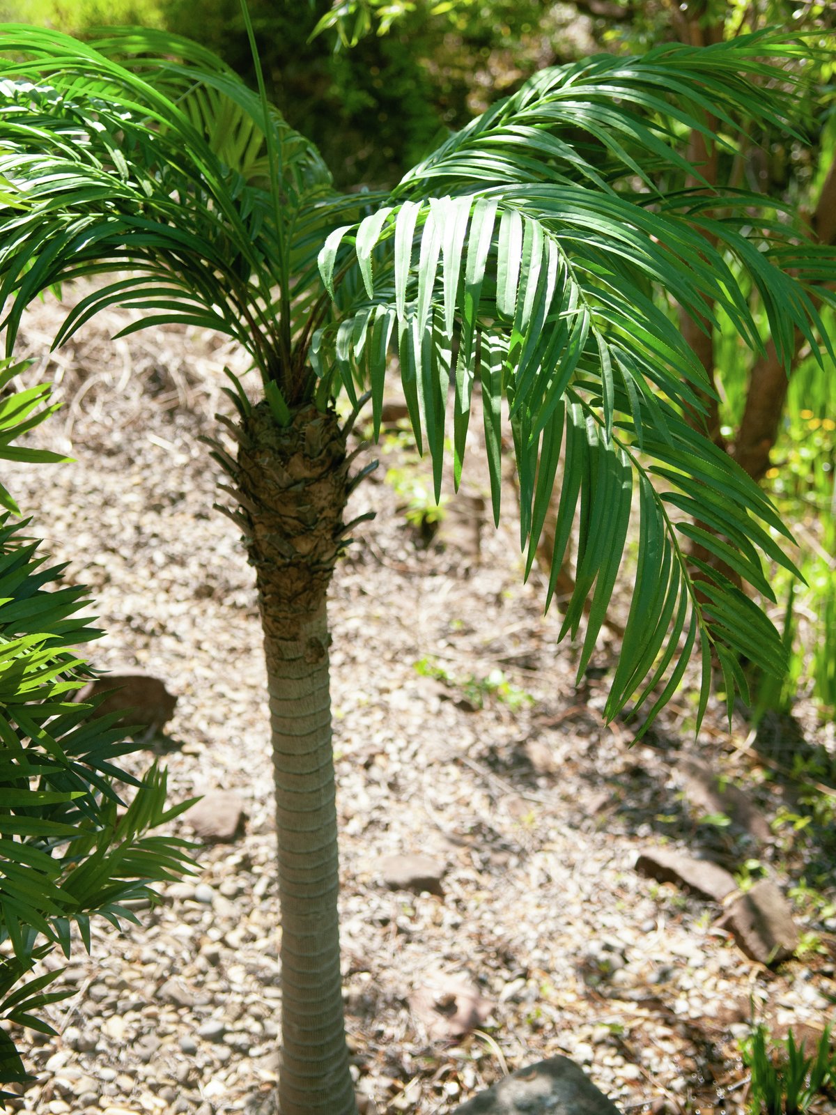 Phoenix palm tree luxor, artificial plant, 150cm