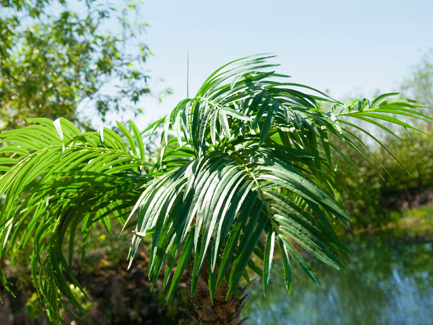 Phoenix palm tree luxor, artificial plant, 210cm