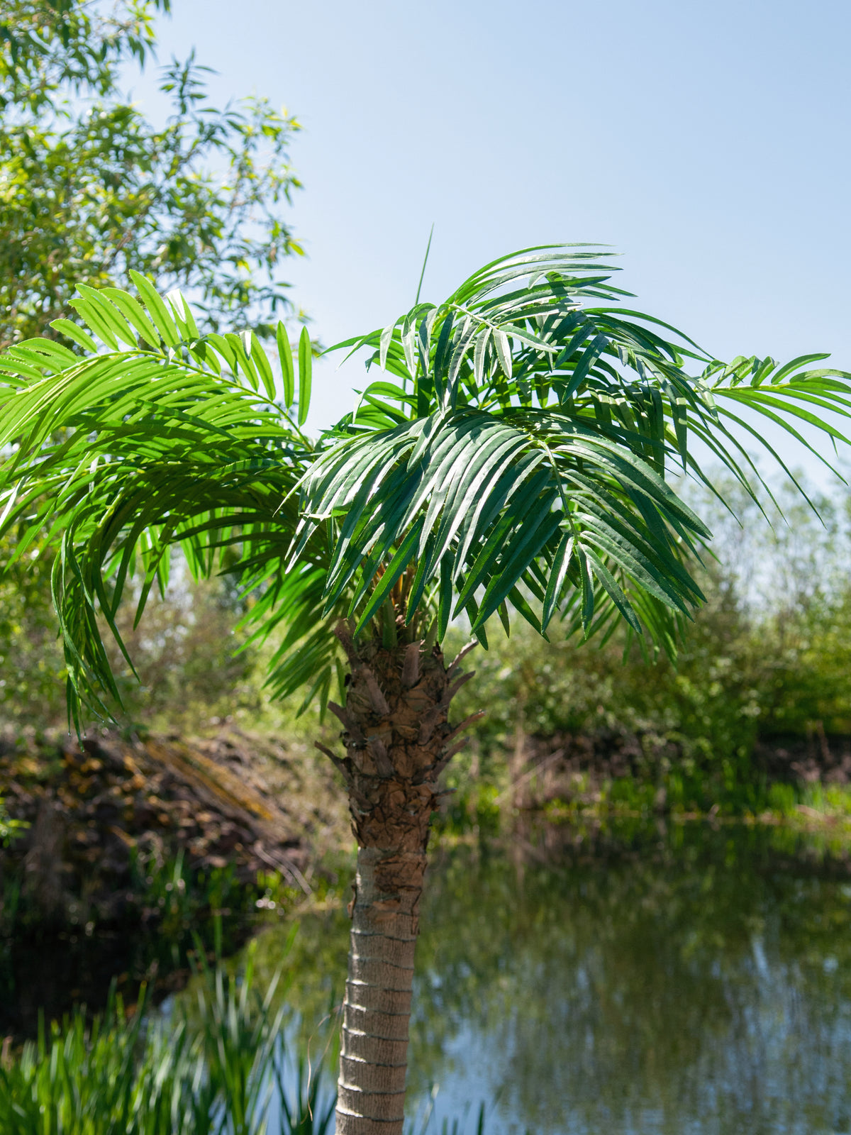 Phoenix palm tree luxor, artificial plant, 210cm