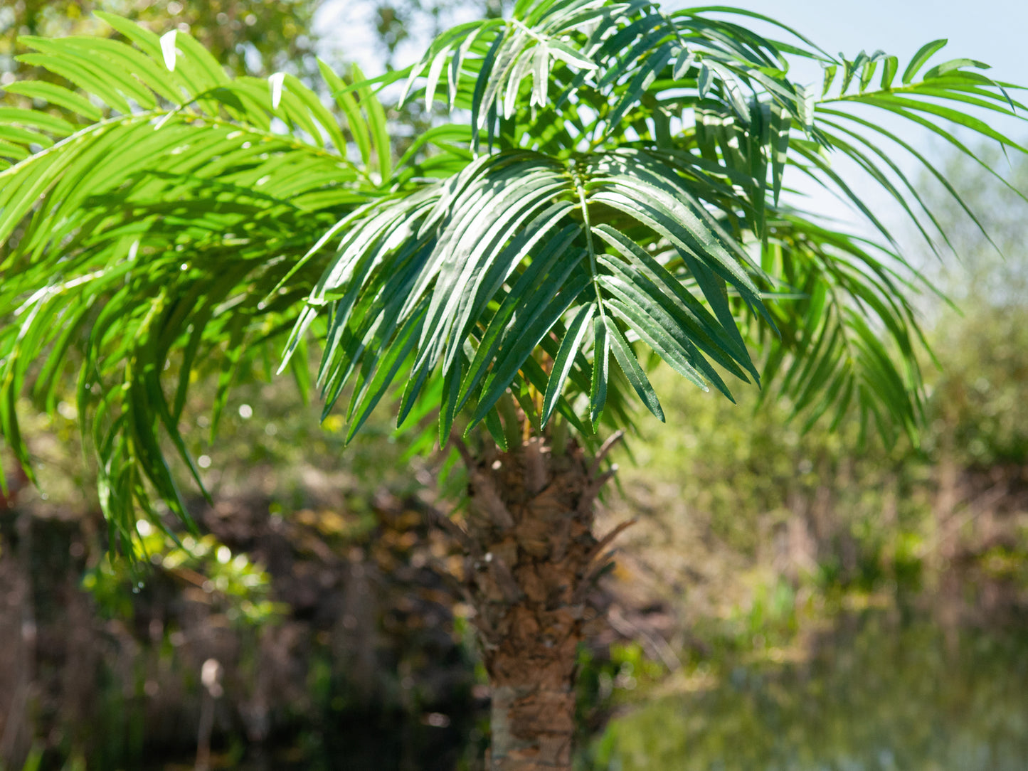 Phoenix palm tree luxor, artificial plant, 210cm