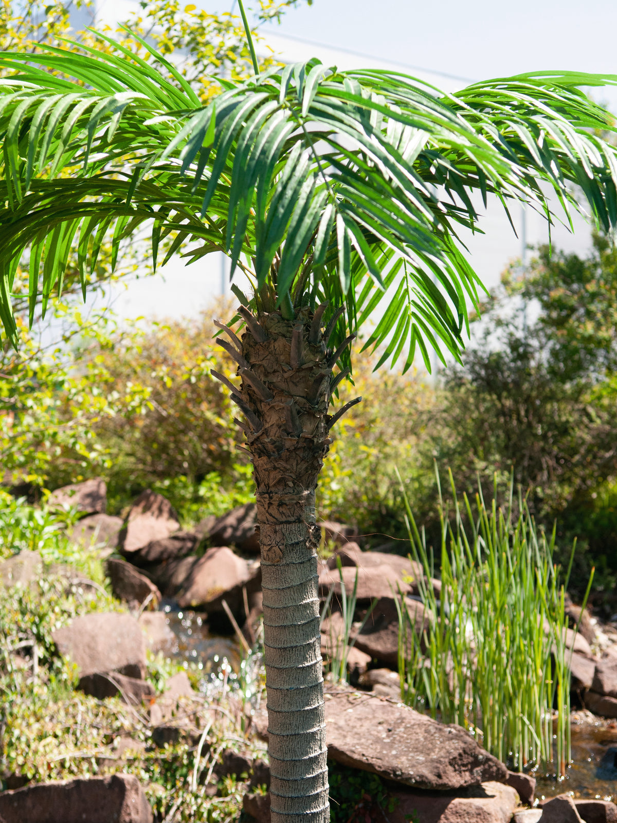 Phoenix palm tree luxor, artificial plant, 300cm