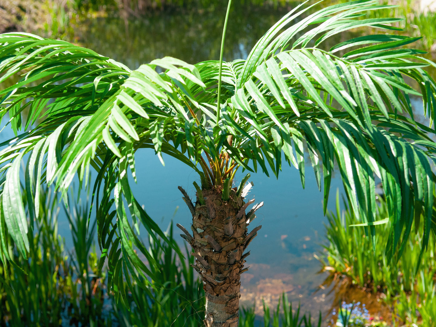 Phoenix palm tree luxor, artificial plant, 300cm