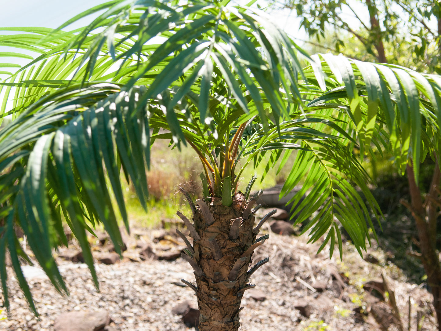 Phoenix palm tree luxor, artificial plant, 300cm