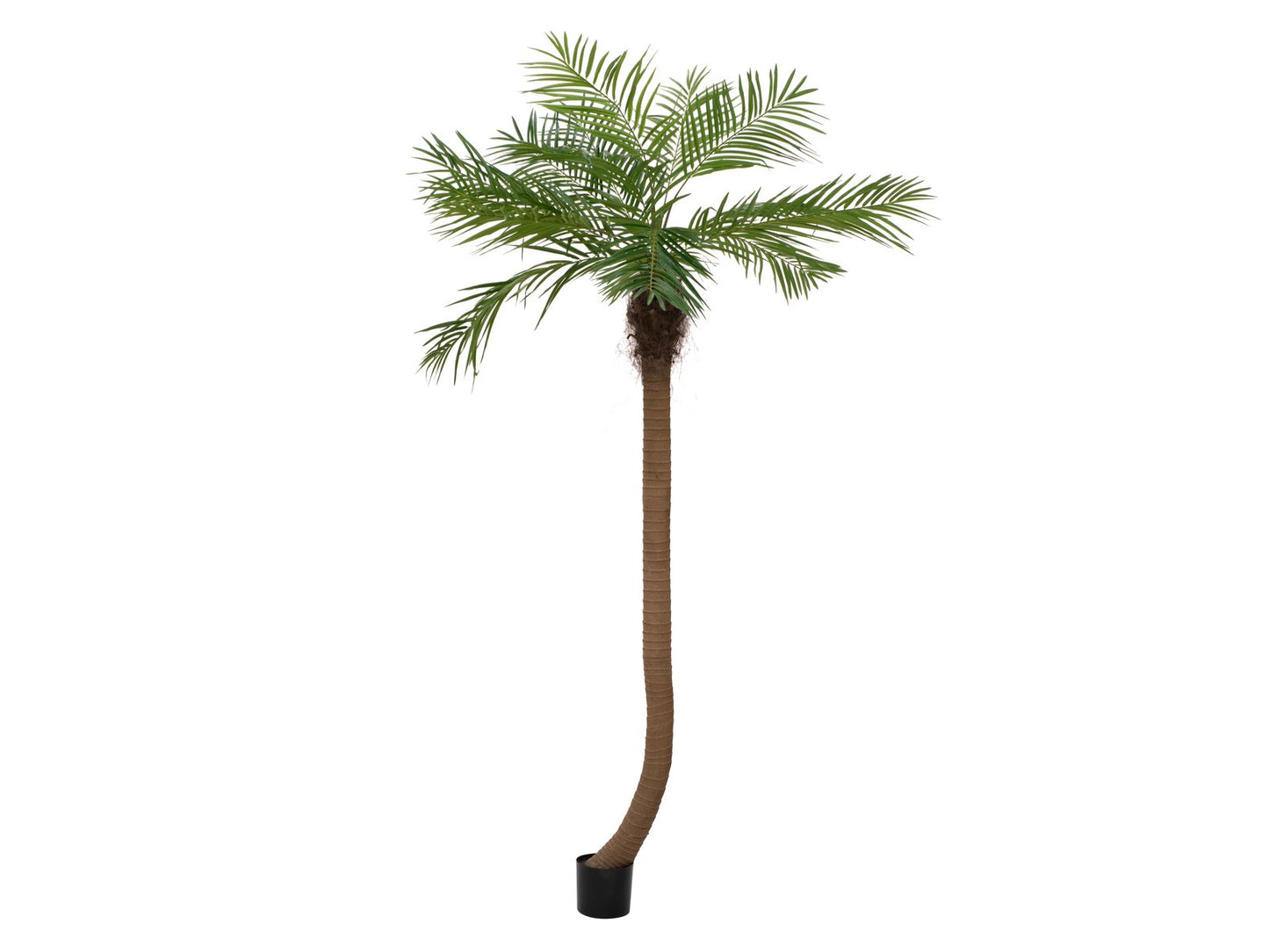 Phoenix palm tree luxor curved, artificial plant, 240cm