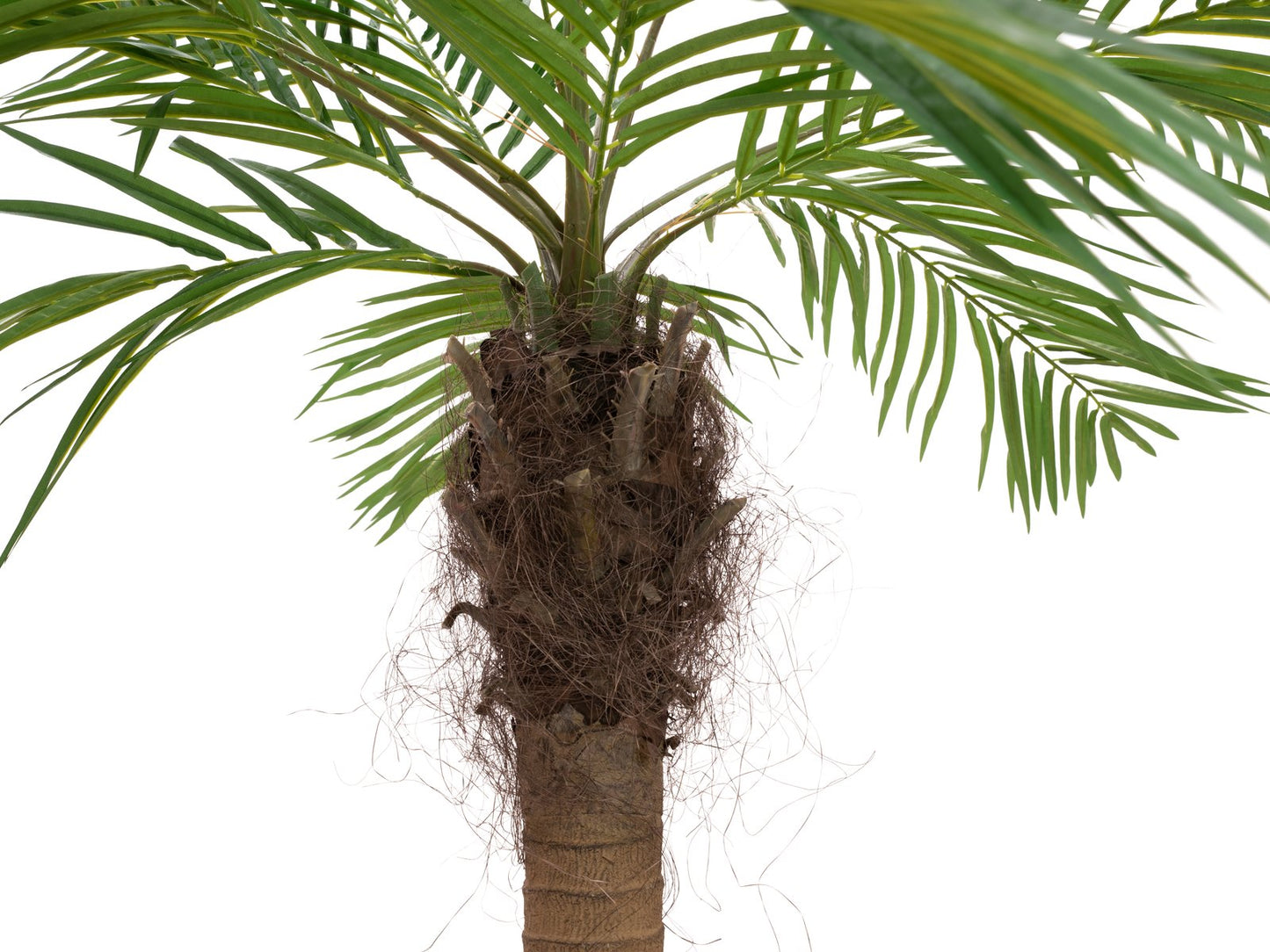 Phoenix palm tree luxor curved, artificial plant, 240cm