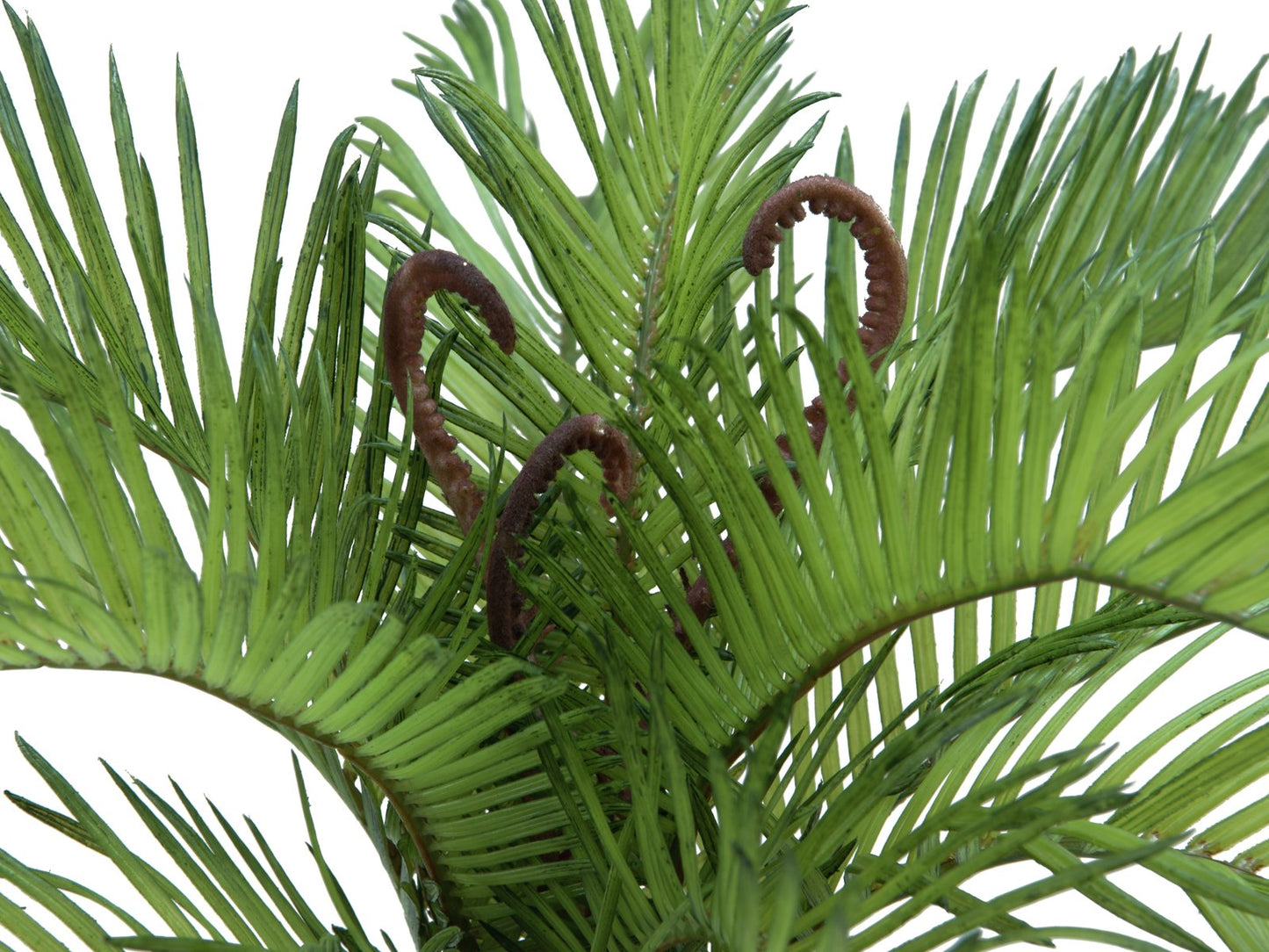 Cycas Fern, artificial plant, 50 cm