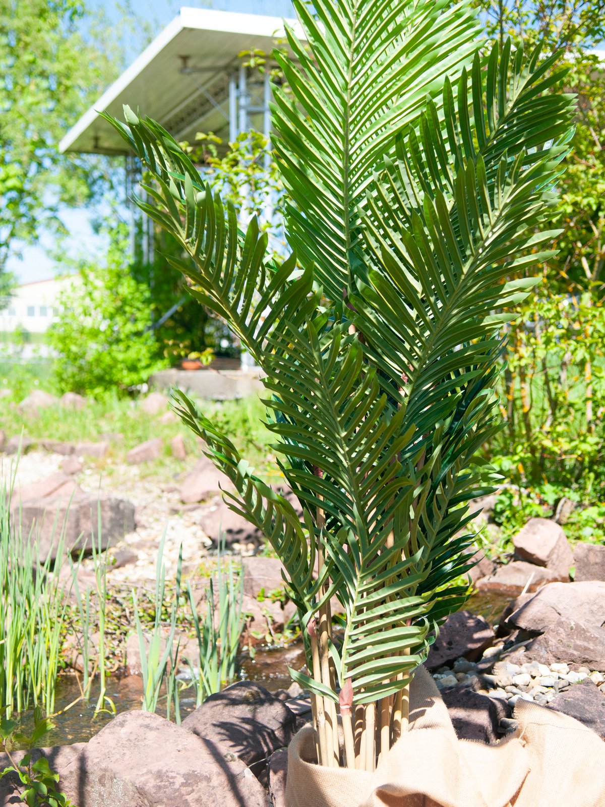 Paradise Palm Tree, artificial plant, 140cm