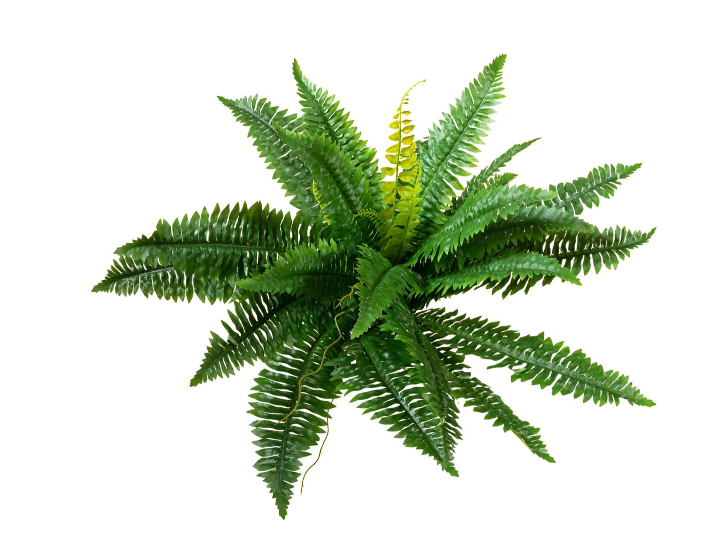 Boston Fern, artificial plant,53cm