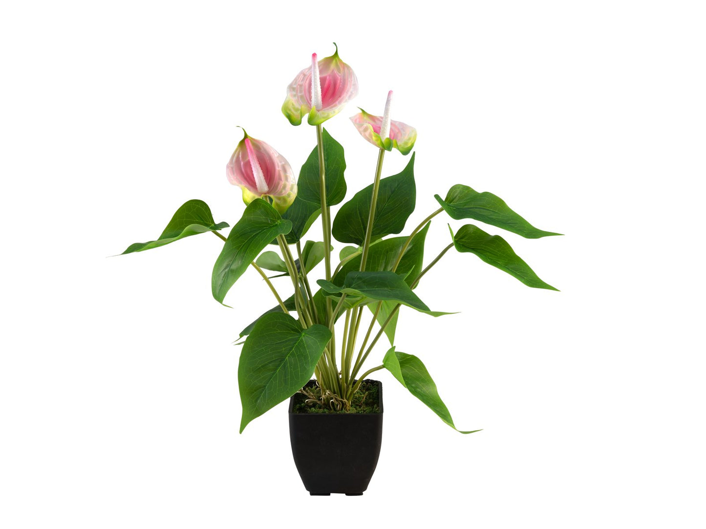 Anthurium, artificial plant, white and pink