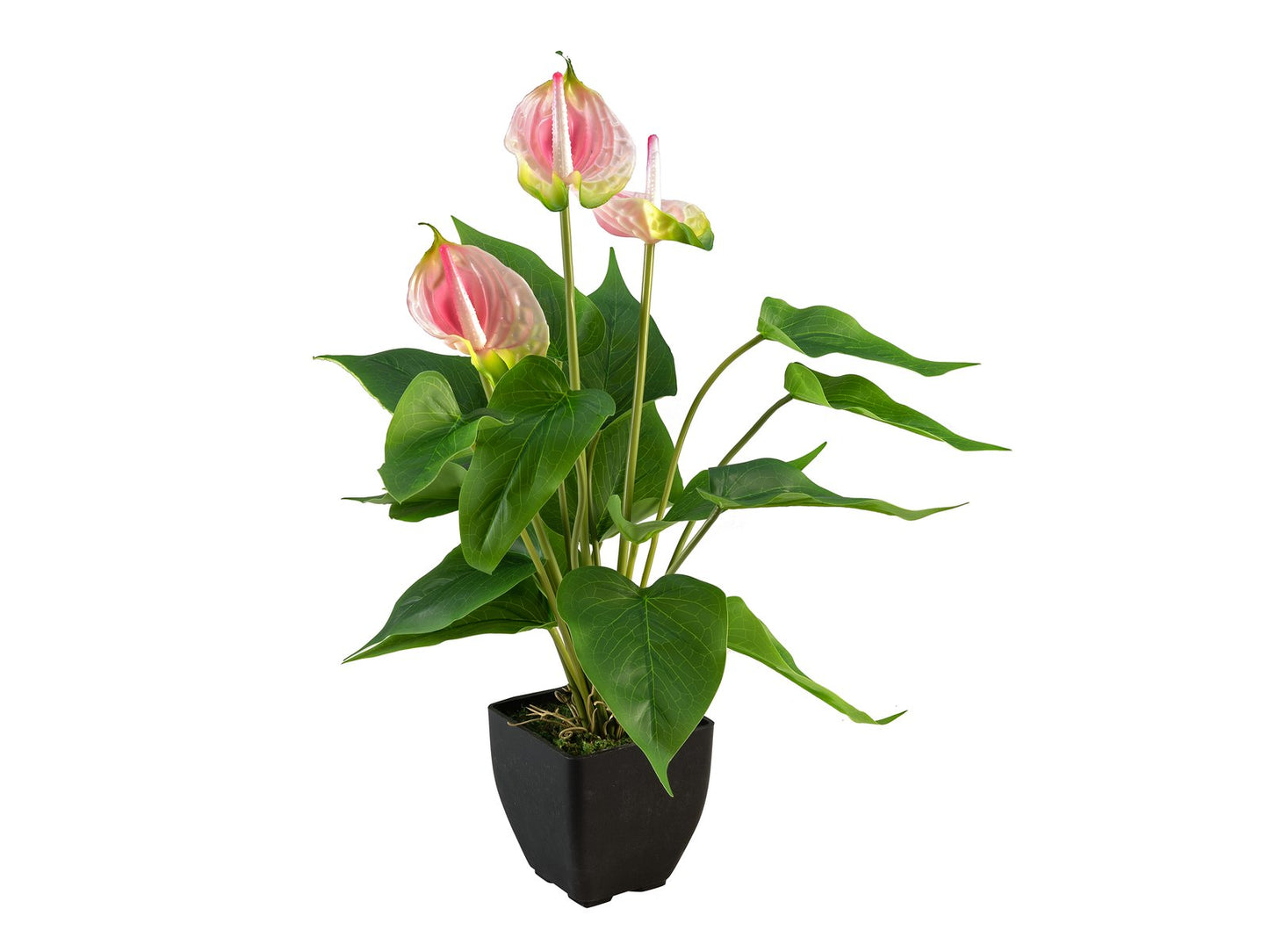 Anthurium, artificial plant, white and pink