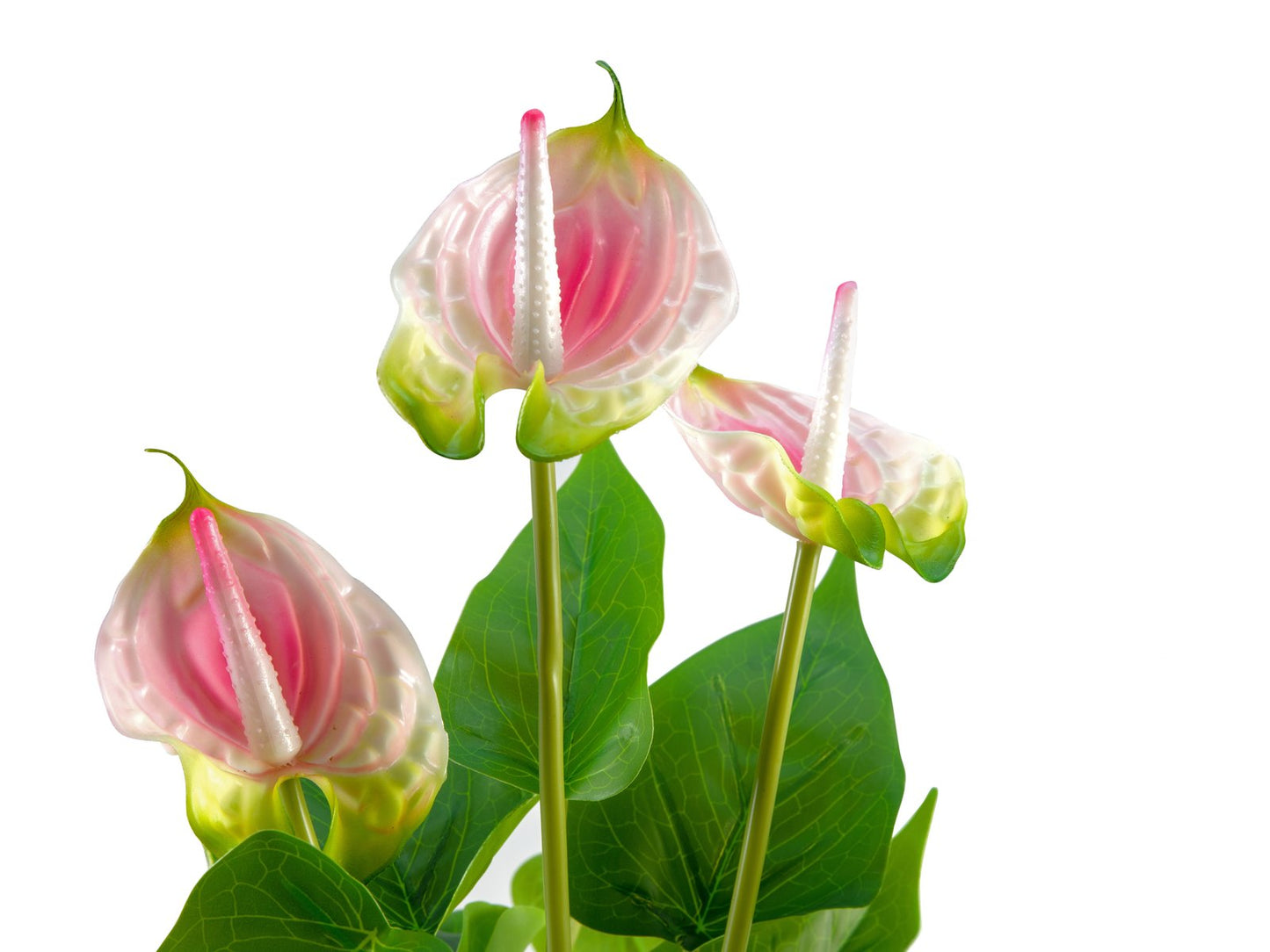 Anthurium, artificial plant, white and pink