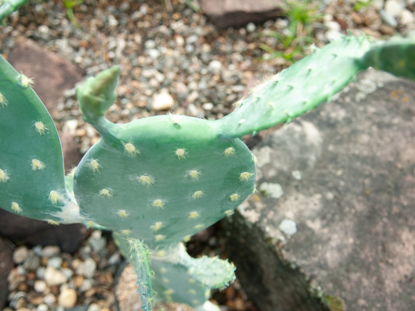 Nopal cactus, artificial plant, 76cm