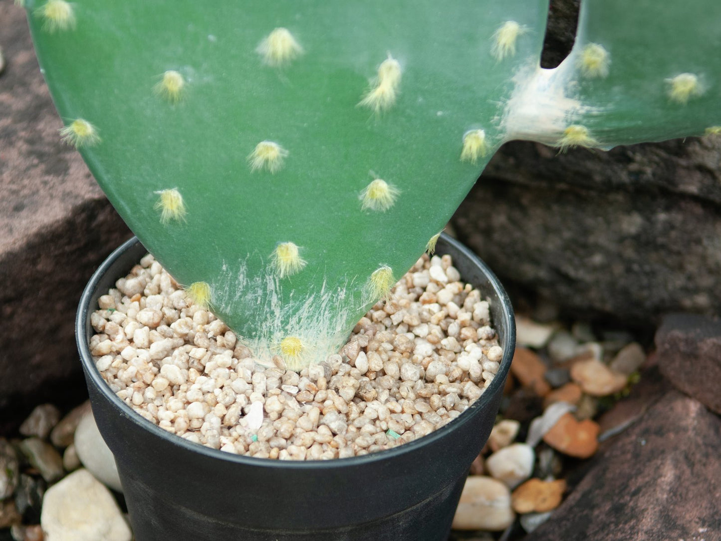 Nopal cactus, artificial plant, 76cm