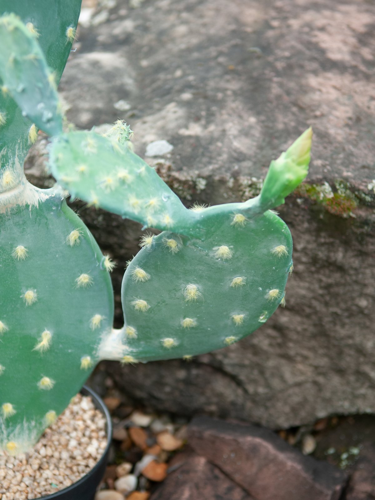 Nopal cactus, artificial plant, 76cm