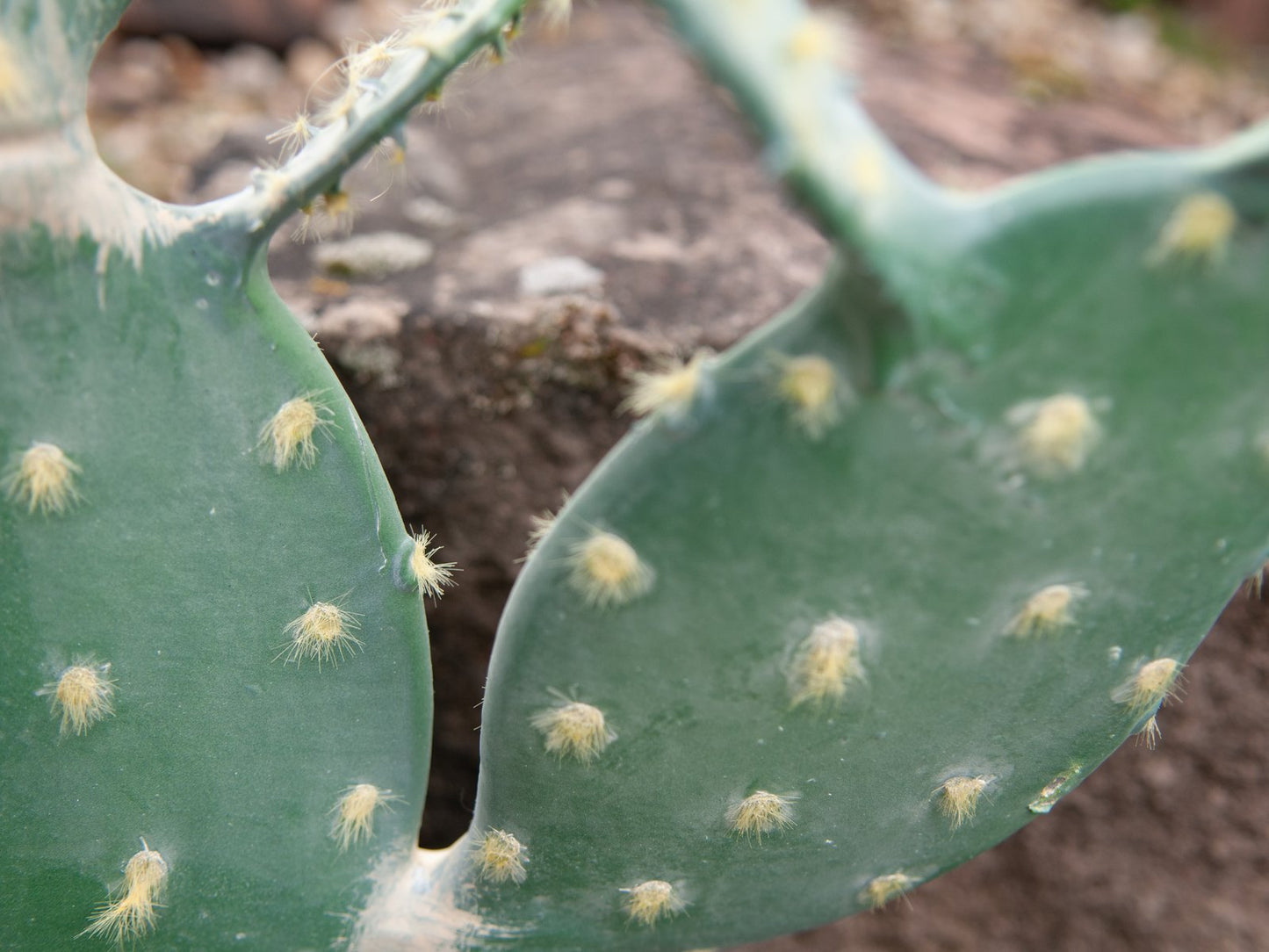 Nopal cactus, artificial plant, 76cm