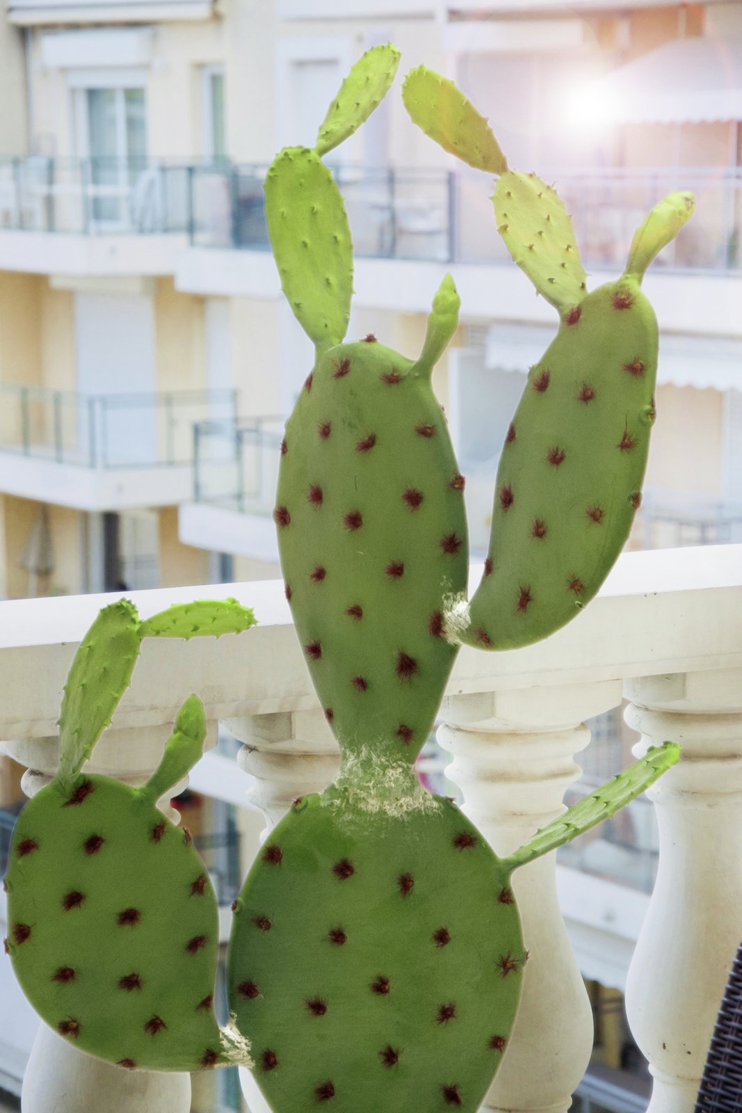 Nopal cactus, artificial plant, 75cm