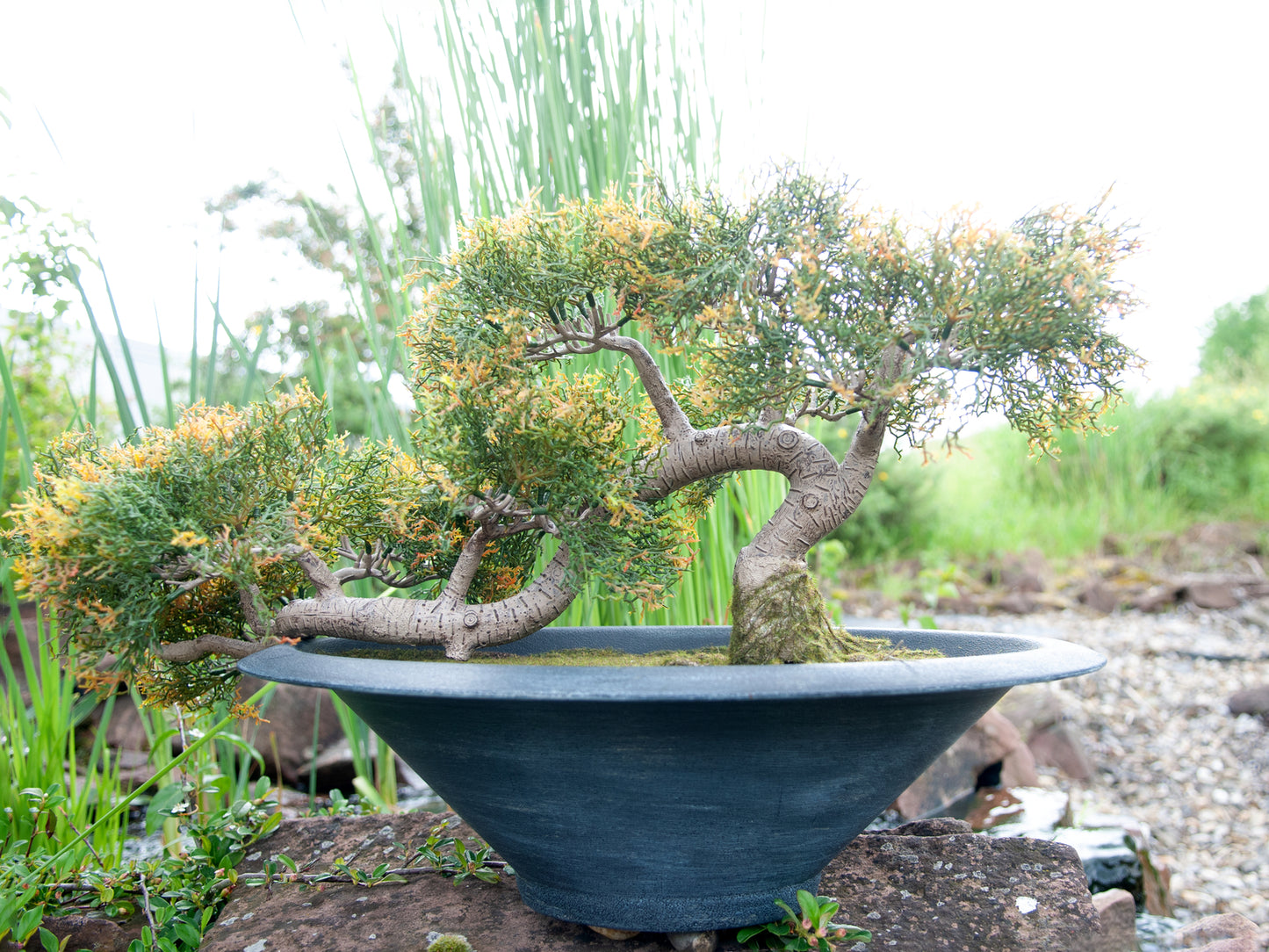 Cedar Bonsai, artificial, 40cm